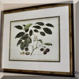 A15. Framed botanical. 